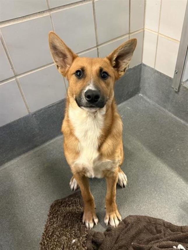 Blaze, an adoptable Shepherd in eugene, OR, 97402 | Photo Image 3