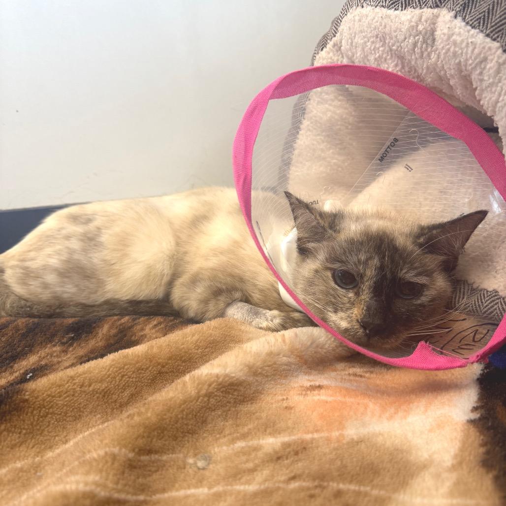 Cookie Crumb, Adoptable, Adult Female Domestic Short Hair.