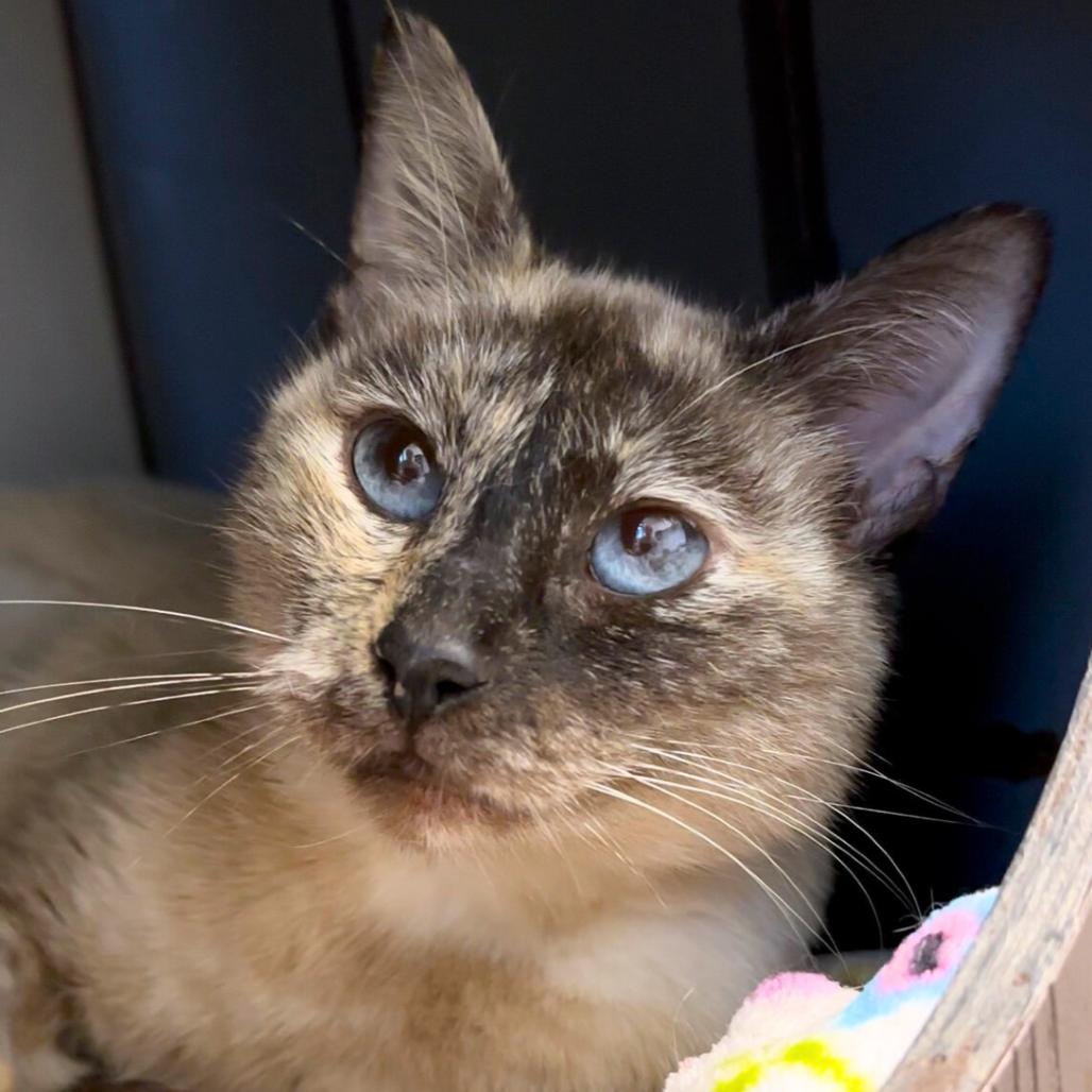 Cookie Crumb, Adoptable, Adult Female Domestic Short Hair.