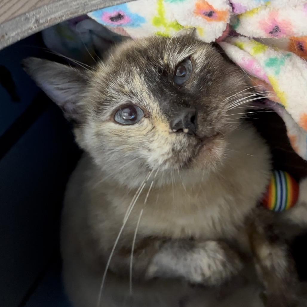 Enlarge Cookie Crumb, a Adoptable Domestic Short Hair in West Palm Beach, FL image 2/6