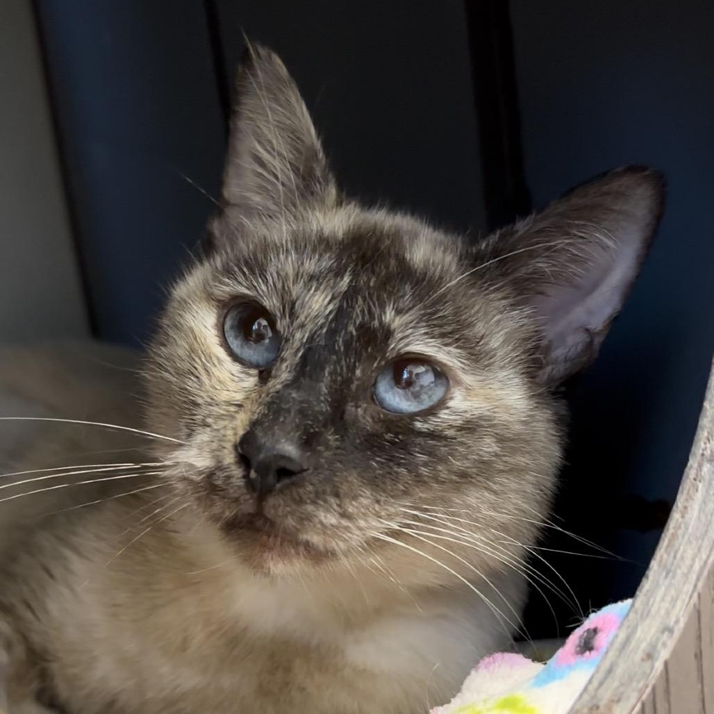 Enlarge Cookie Crumb, a Adoptable Domestic Short Hair in West Palm Beach, FL image 3/6