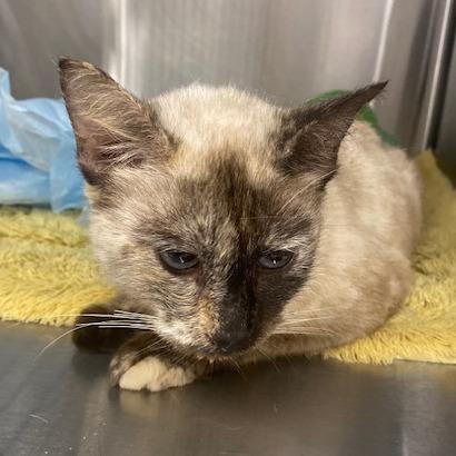 Enlarge Cookie Crumb, a Adoptable Domestic Short Hair in West Palm Beach, FL image 2/4