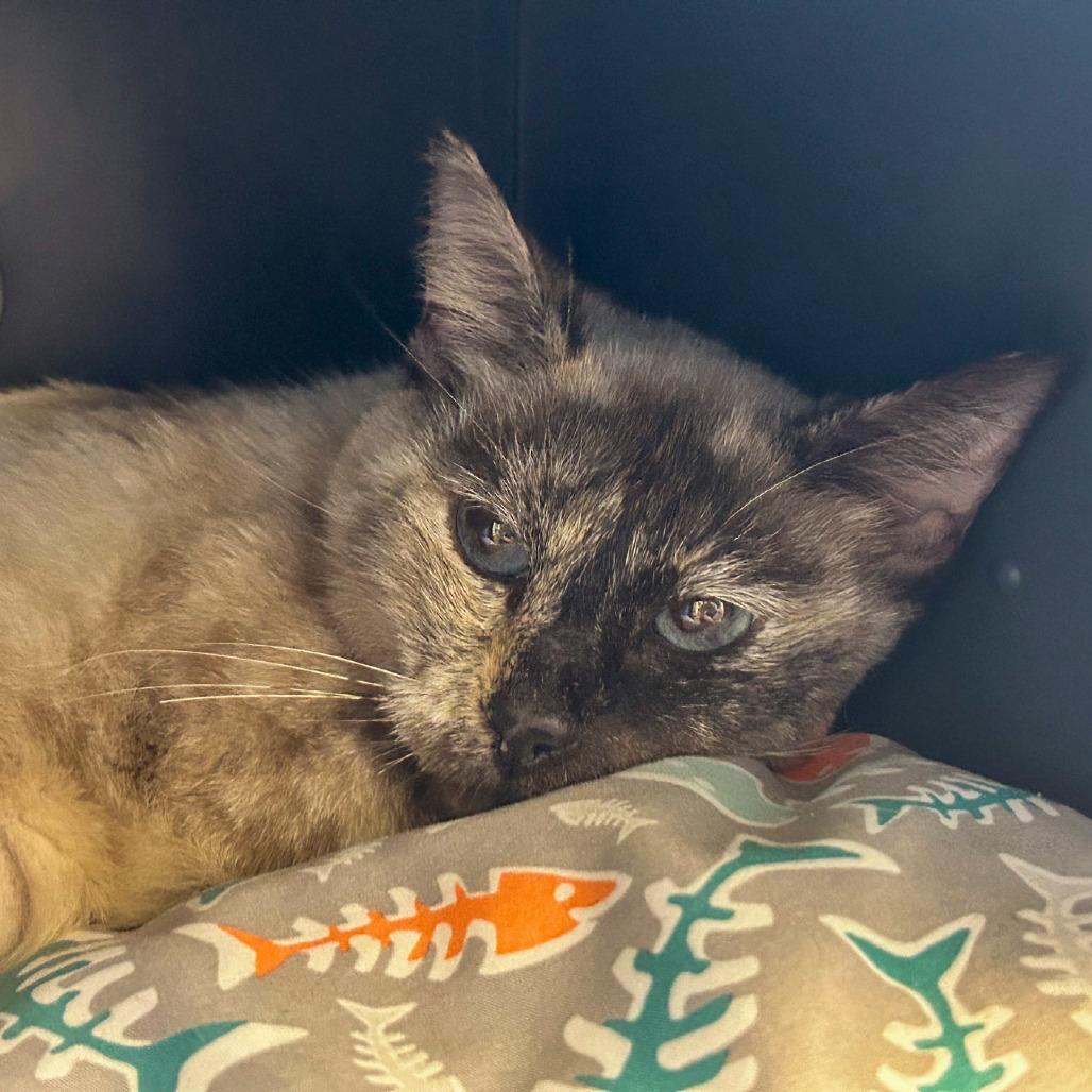 Enlarge Cookie Crumb, a Adoptable Domestic Short Hair in West Palm Beach, FL image 3/4