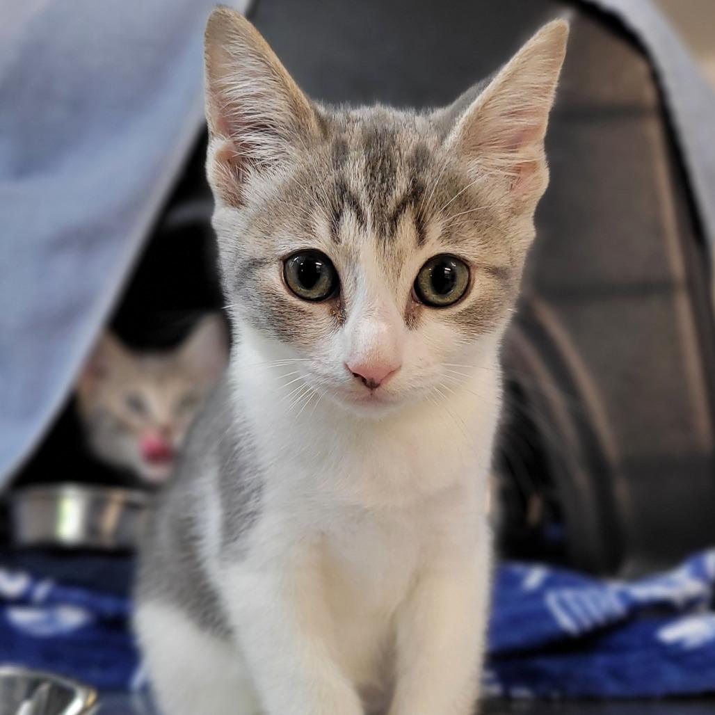 Alice (ON ADOPTION HOLD), ADOPTABLE, Kitten Female Domestic Short Hair.