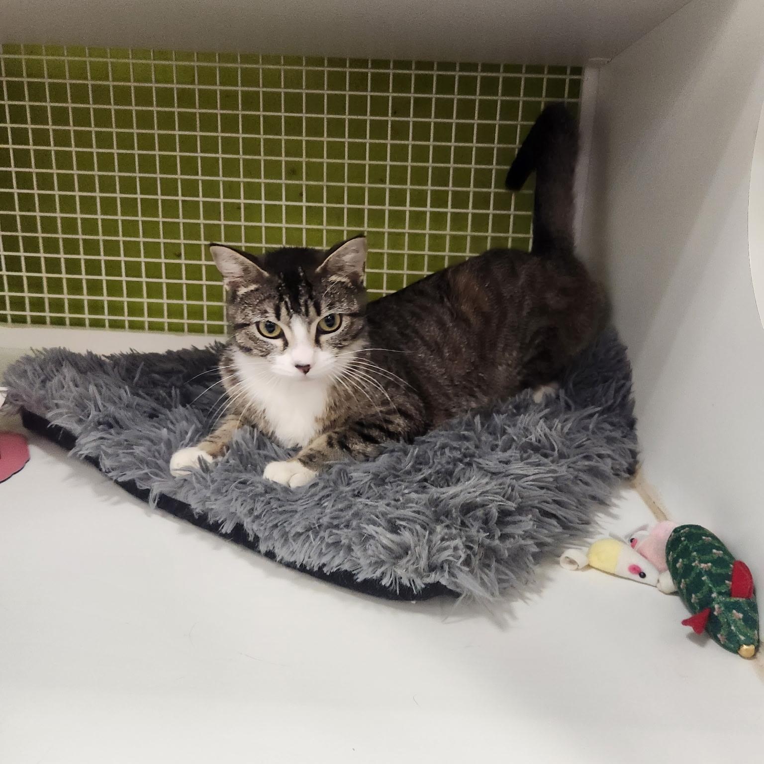 Enlarge Coral, a ADOPTABLE Domestic Short Hair in Santa Monica, CA image 4/4