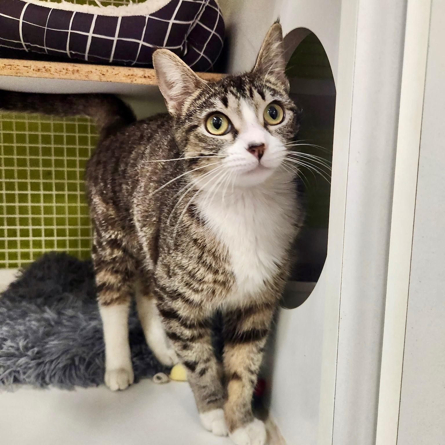 Enlarge Coral, a ADOPTABLE Domestic Short Hair in Santa Monica, CA image 3/4