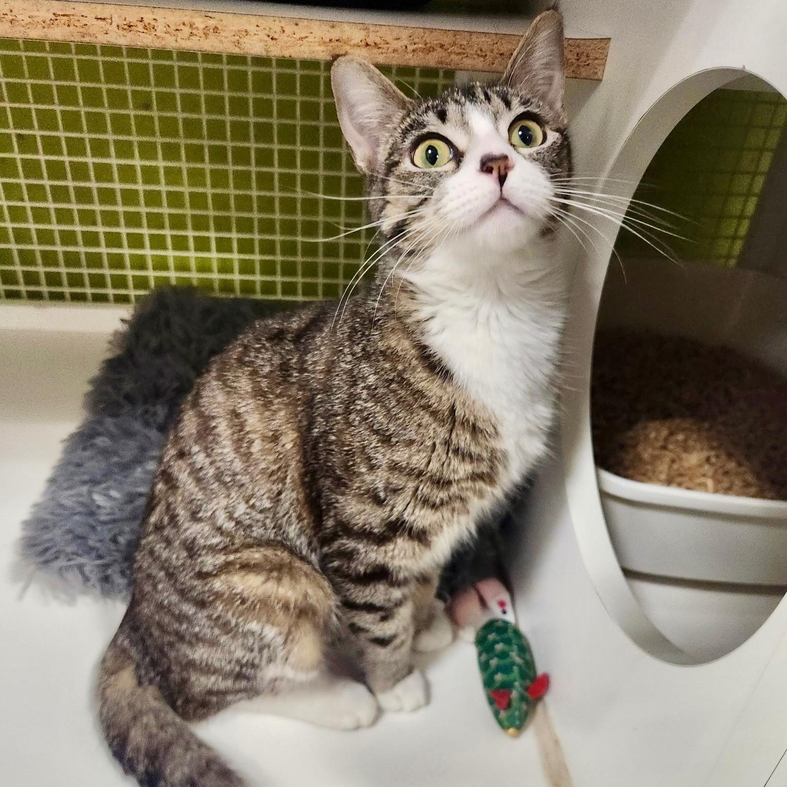 Enlarge Coral, a ADOPTABLE Domestic Short Hair in Santa Monica, CA image 2/4