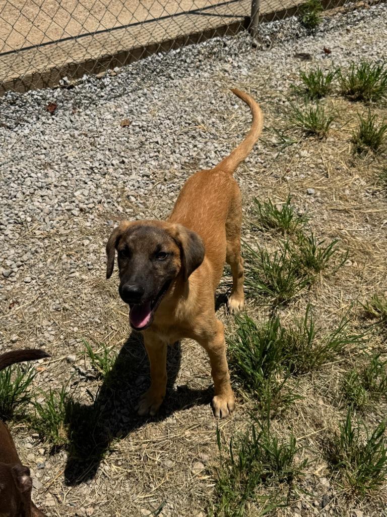 Kai, Adoptable, Young Male Mixed Breed.