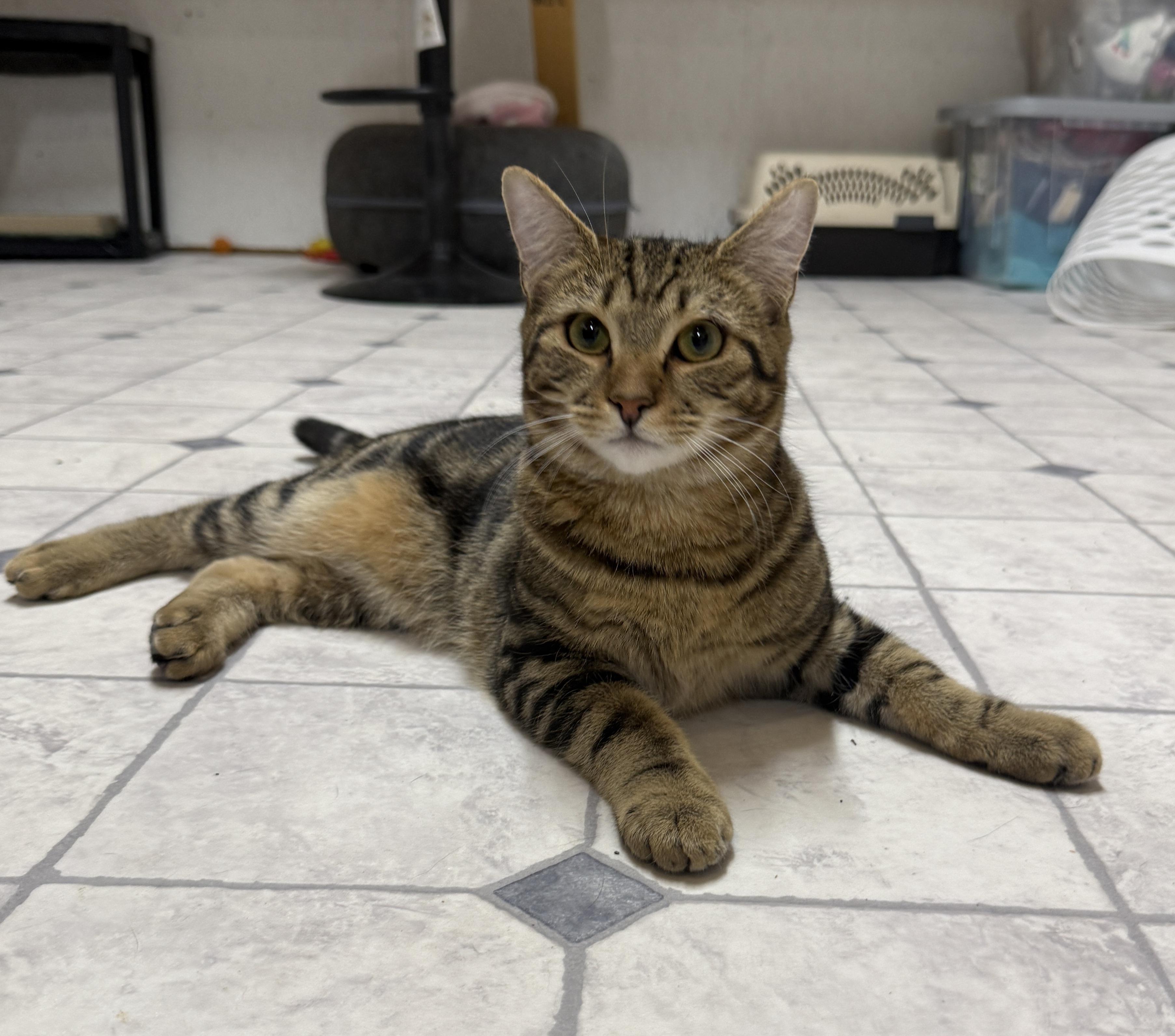 Lars, Adoptable, Kitten Male Domestic Short Hair.
