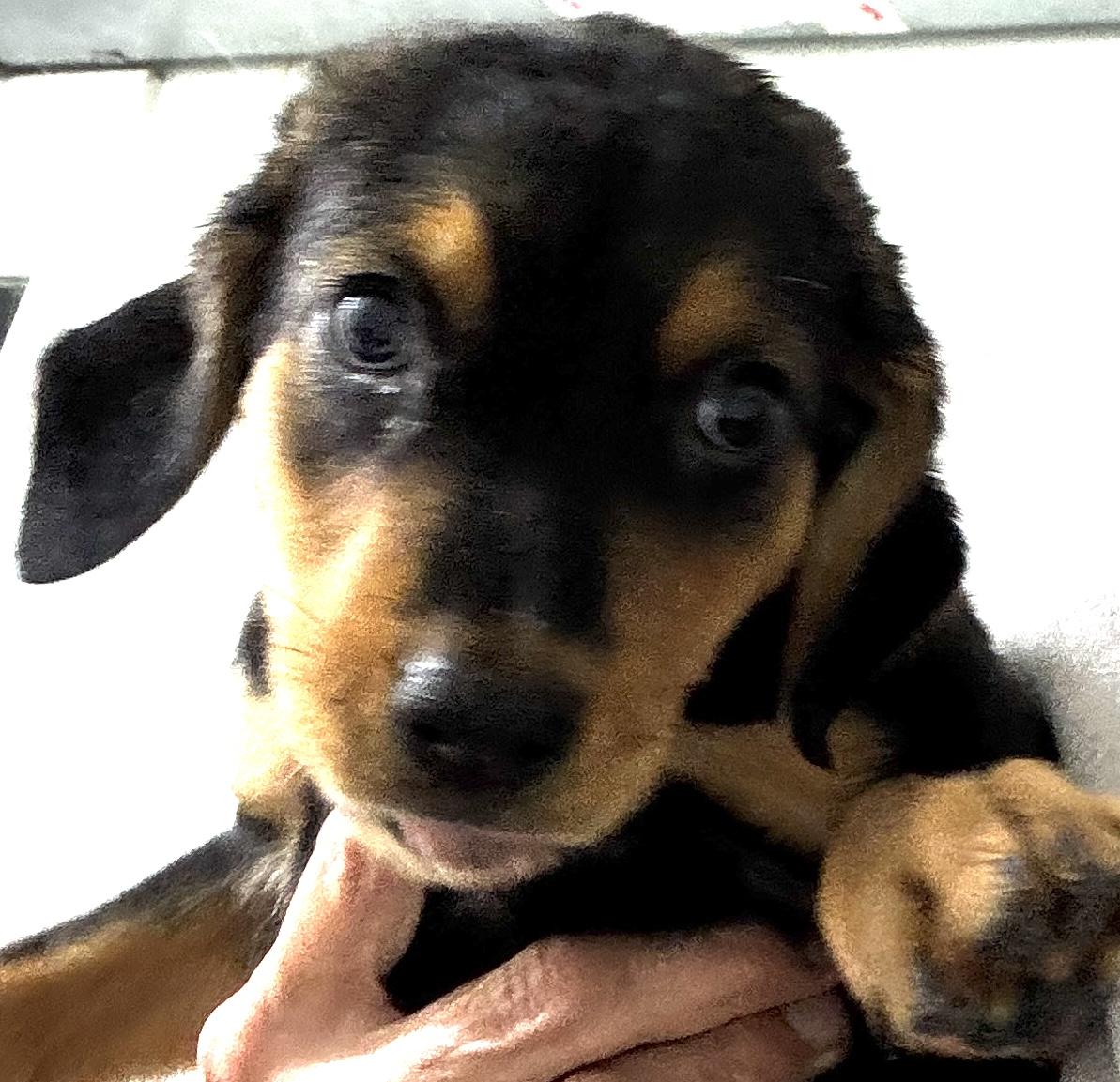 Puppies 9, Adopted, Young Female Rottweiler.