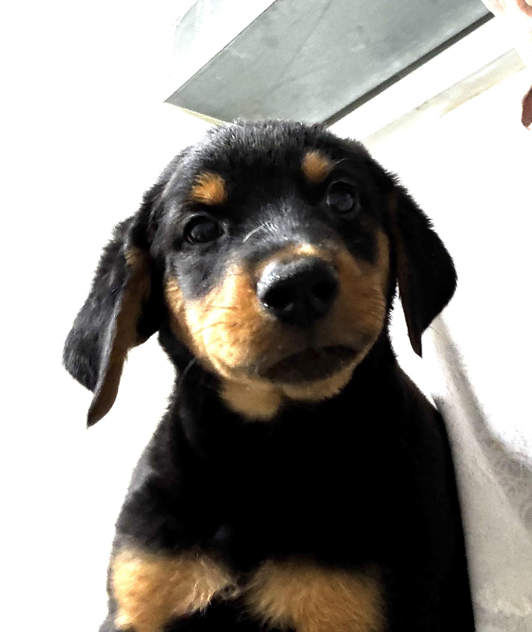 Puppies 9, a Adopted mixed breed in Rogersville, TN image 2/5