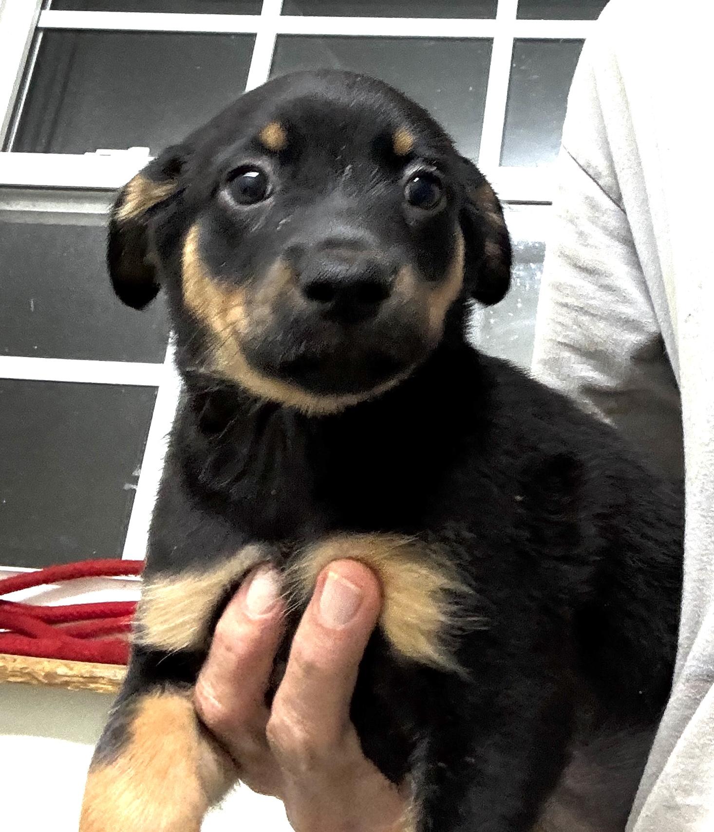 Puppies 9, a Adopted mixed breed in Rogersville, TN image 4/5