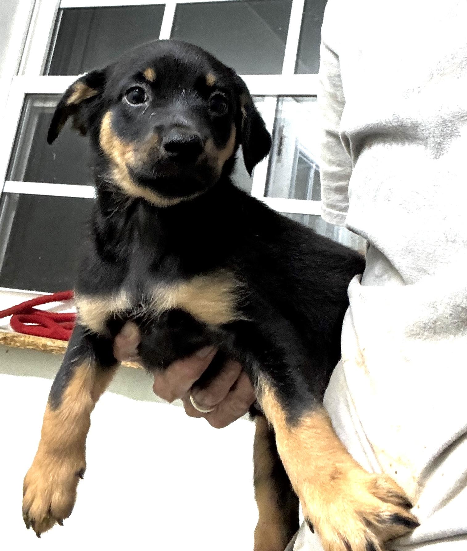 Puppies 9, a Adopted mixed breed in Rogersville, TN image 3/5