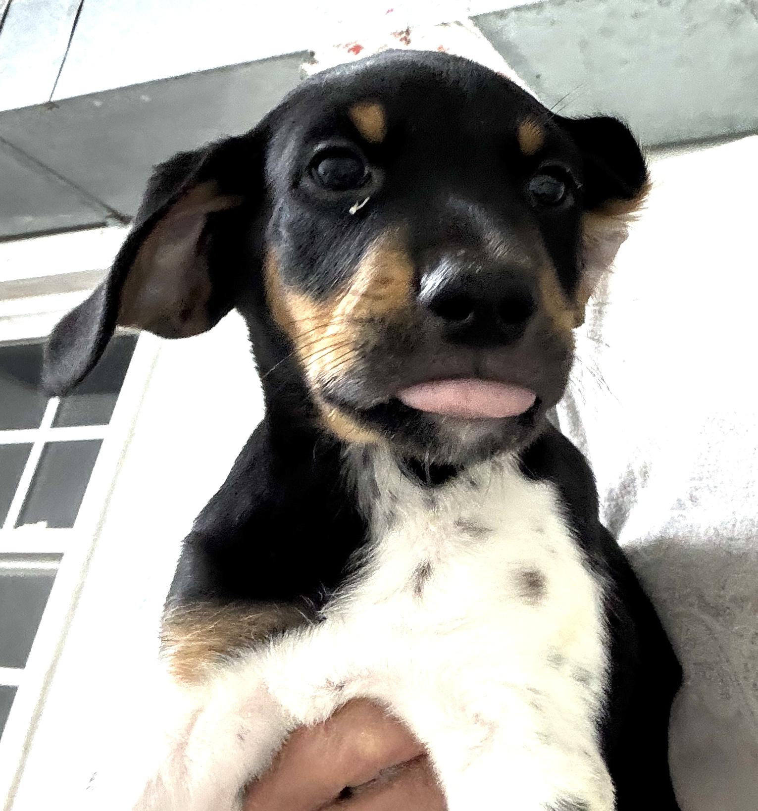 Puppies 9, a Adopted mixed breed in Rogersville, TN image 5/5