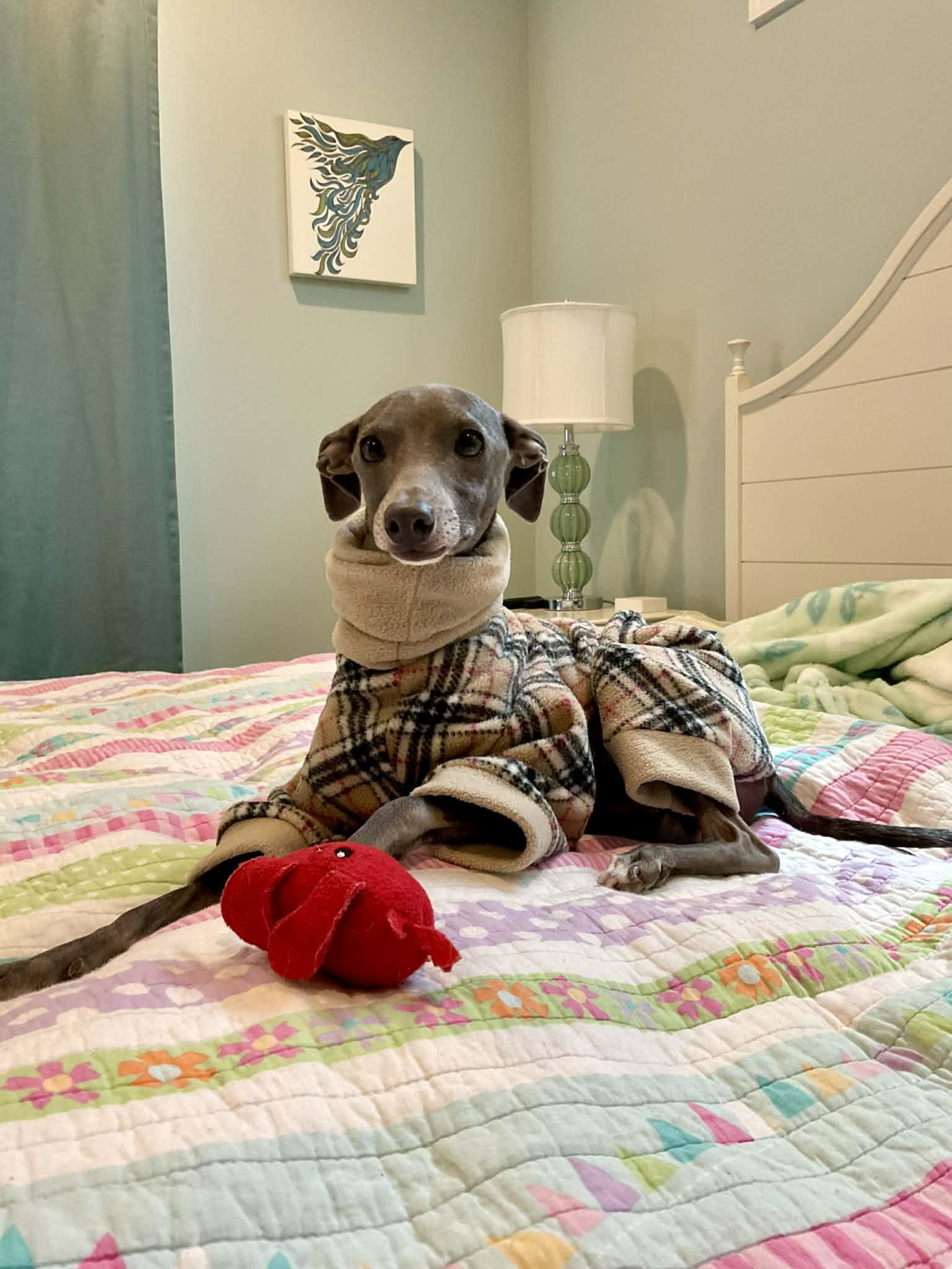 Enlarge Nachi, an adopted Italian Greyhound in Bel Air, MD image 3/5