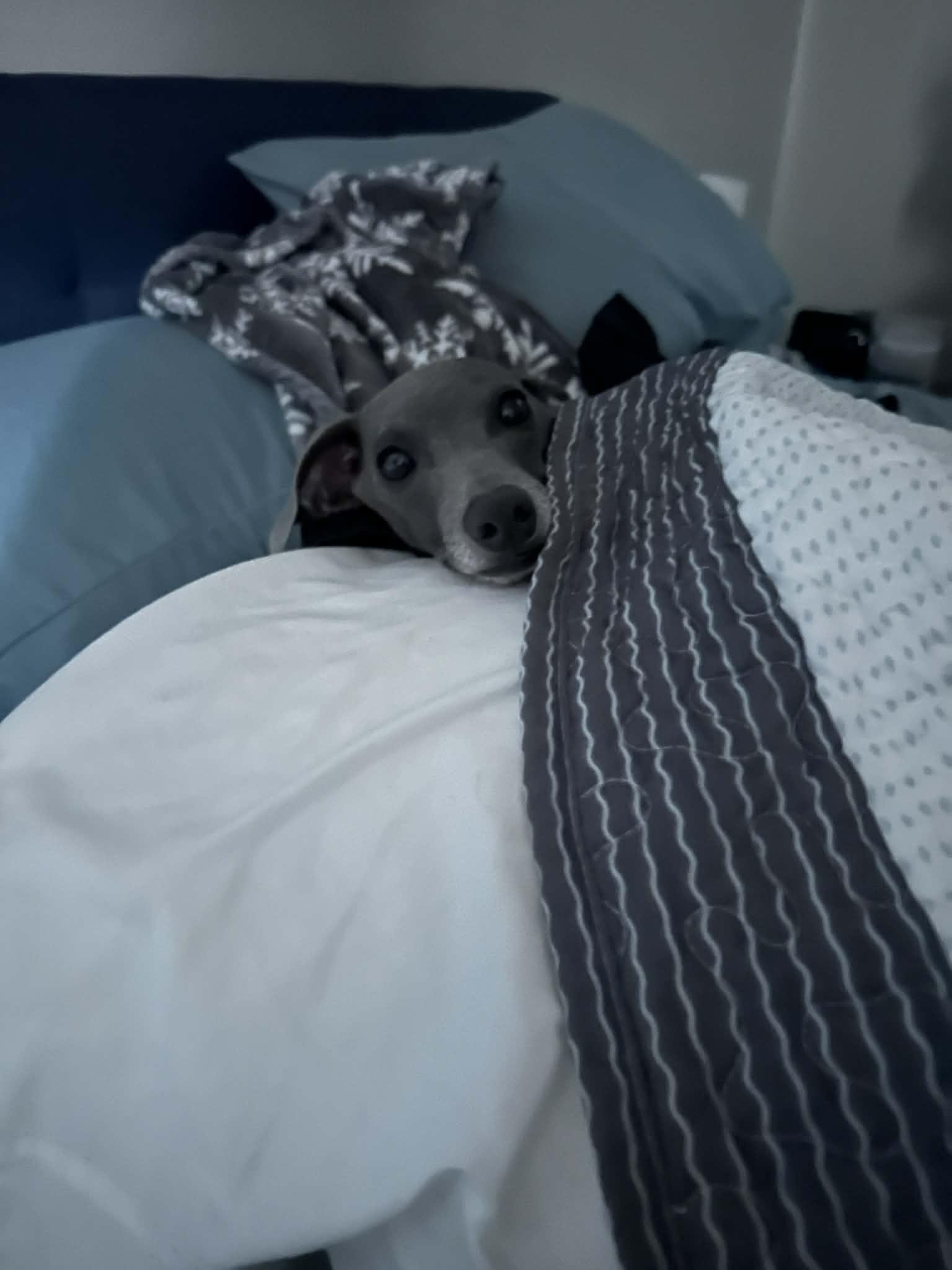 Enlarge Nachi, an adopted Italian Greyhound in Bel Air, MD image 4/5