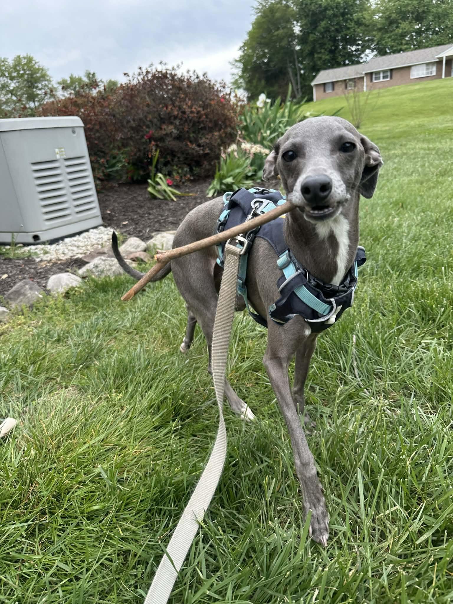 Enlarge Nachi, an adopted Italian Greyhound in Bel Air, MD image 5/5