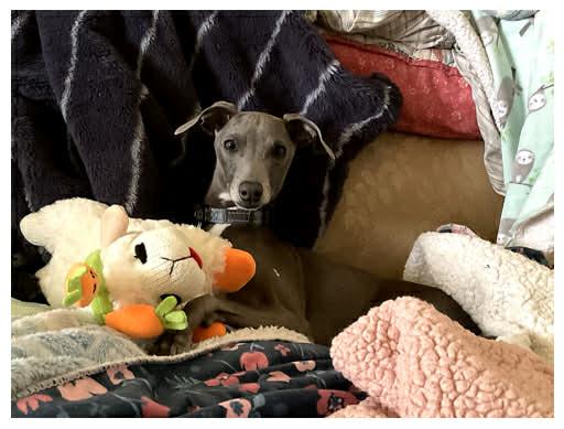 Enlarge Nachi, an adopted Italian Greyhound in Bel Air, MD image 2/5