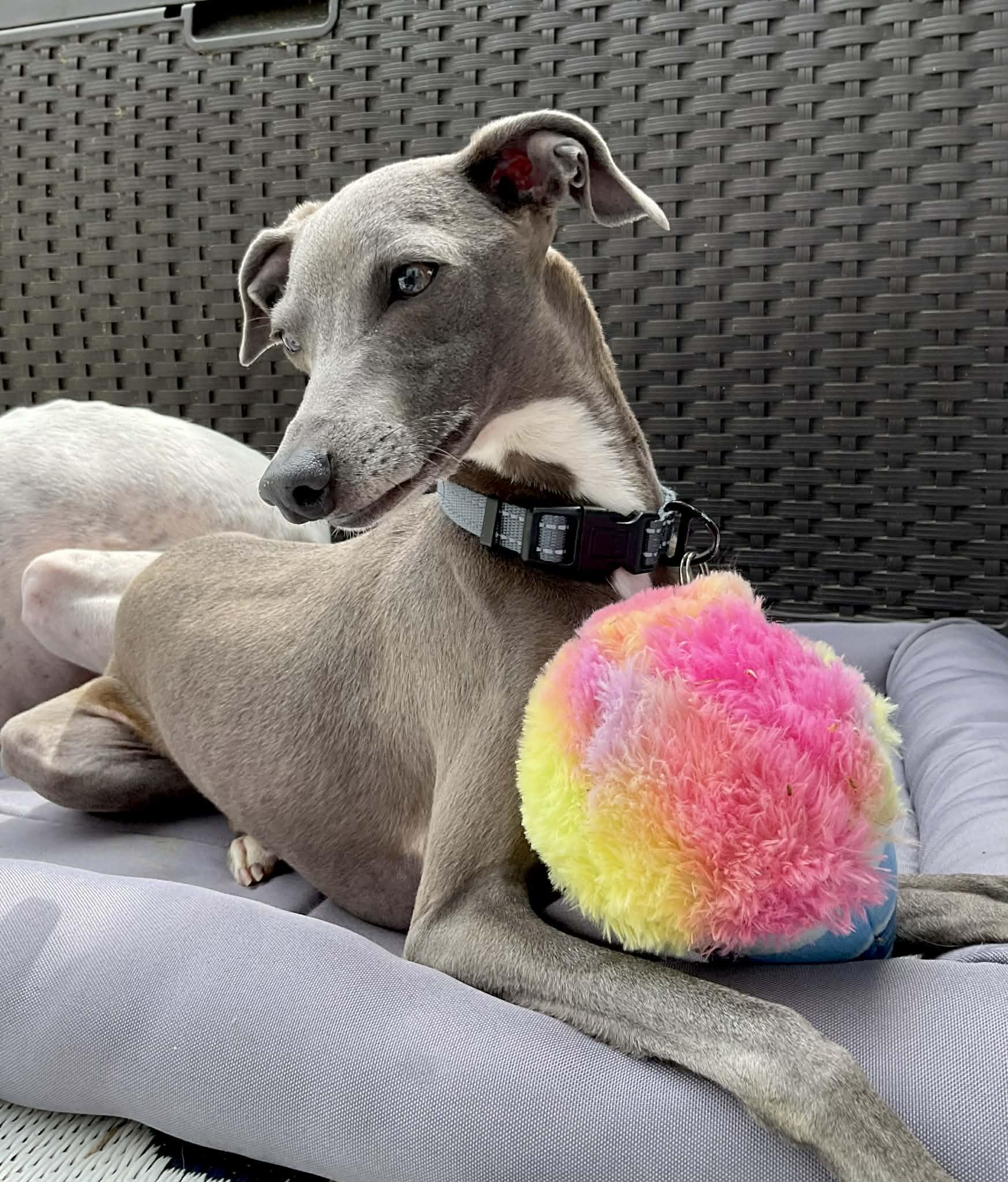 Enlarge Nachi, an adopted Italian Greyhound in Bel Air, MD image 1/5