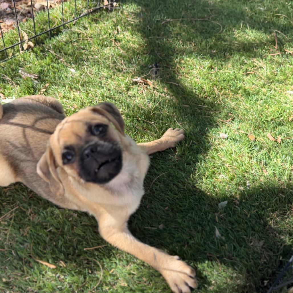 Enlarge Dallas, a Adoptable mixed breed in Phoenix, AZ image 1/4