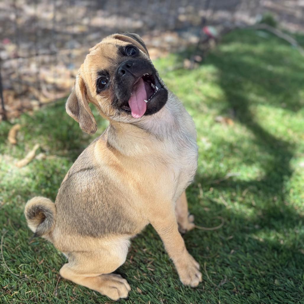 Enlarge Dallas, a Adoptable mixed breed in Phoenix, AZ image 2/4