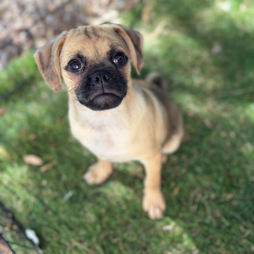 Enlarge Dallas, a Adoptable mixed breed in Phoenix, AZ image 3/4