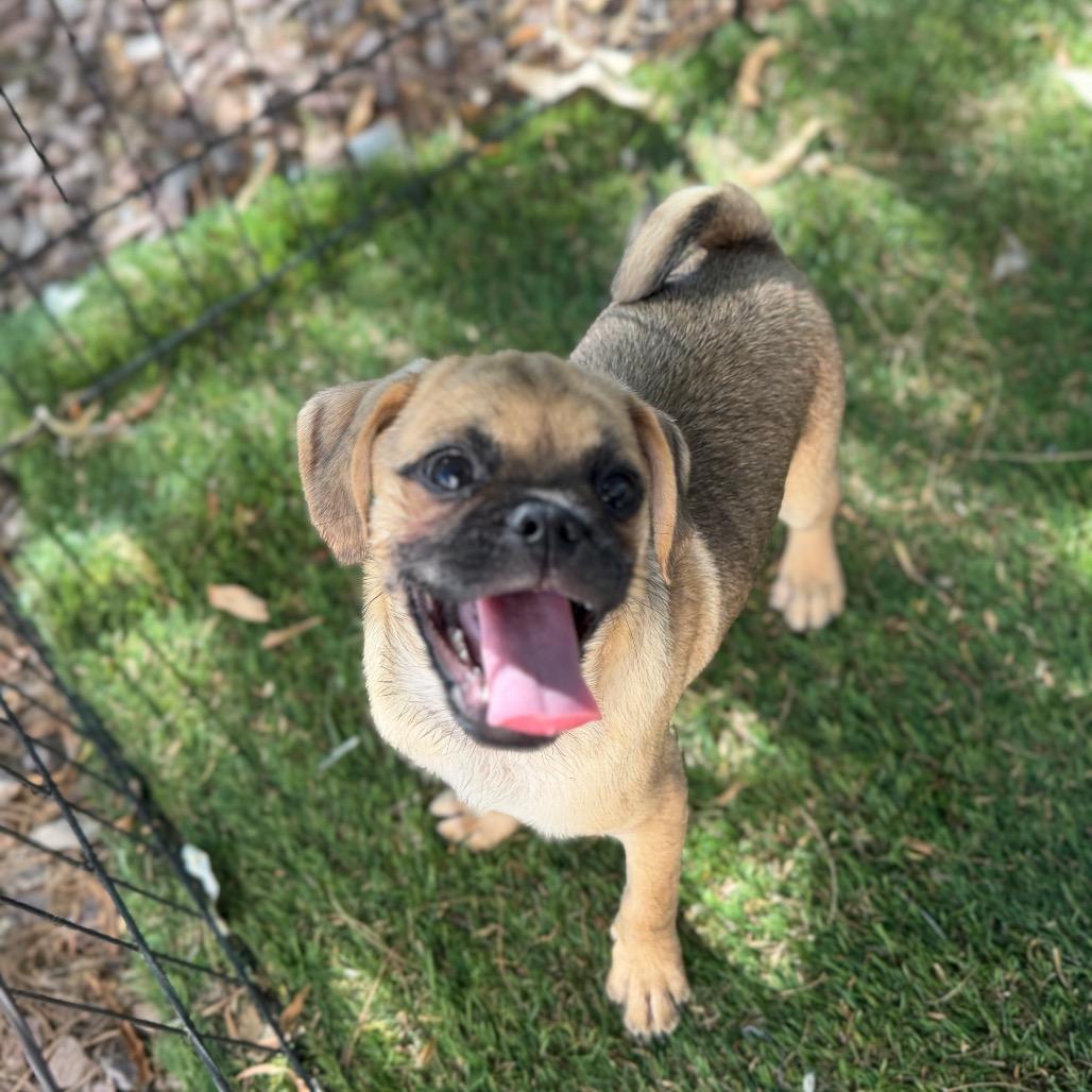 Enlarge Dallas, a Adoptable mixed breed in Phoenix, AZ image 4/4