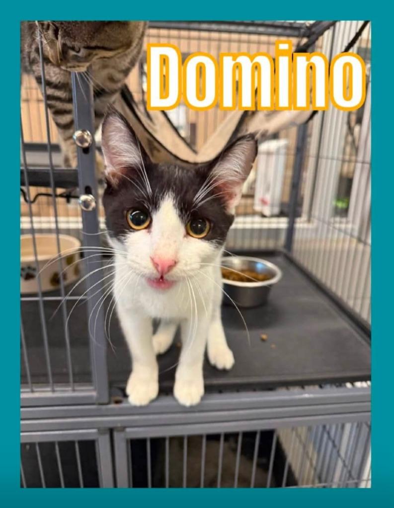 Enlarge Domino, a Adoptable mixed breed in Bossier City, LA image 1/2