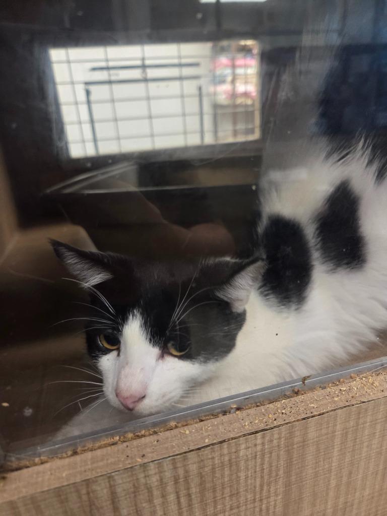 Enlarge Domino, a Adoptable mixed breed in Bossier City, LA image 2/2