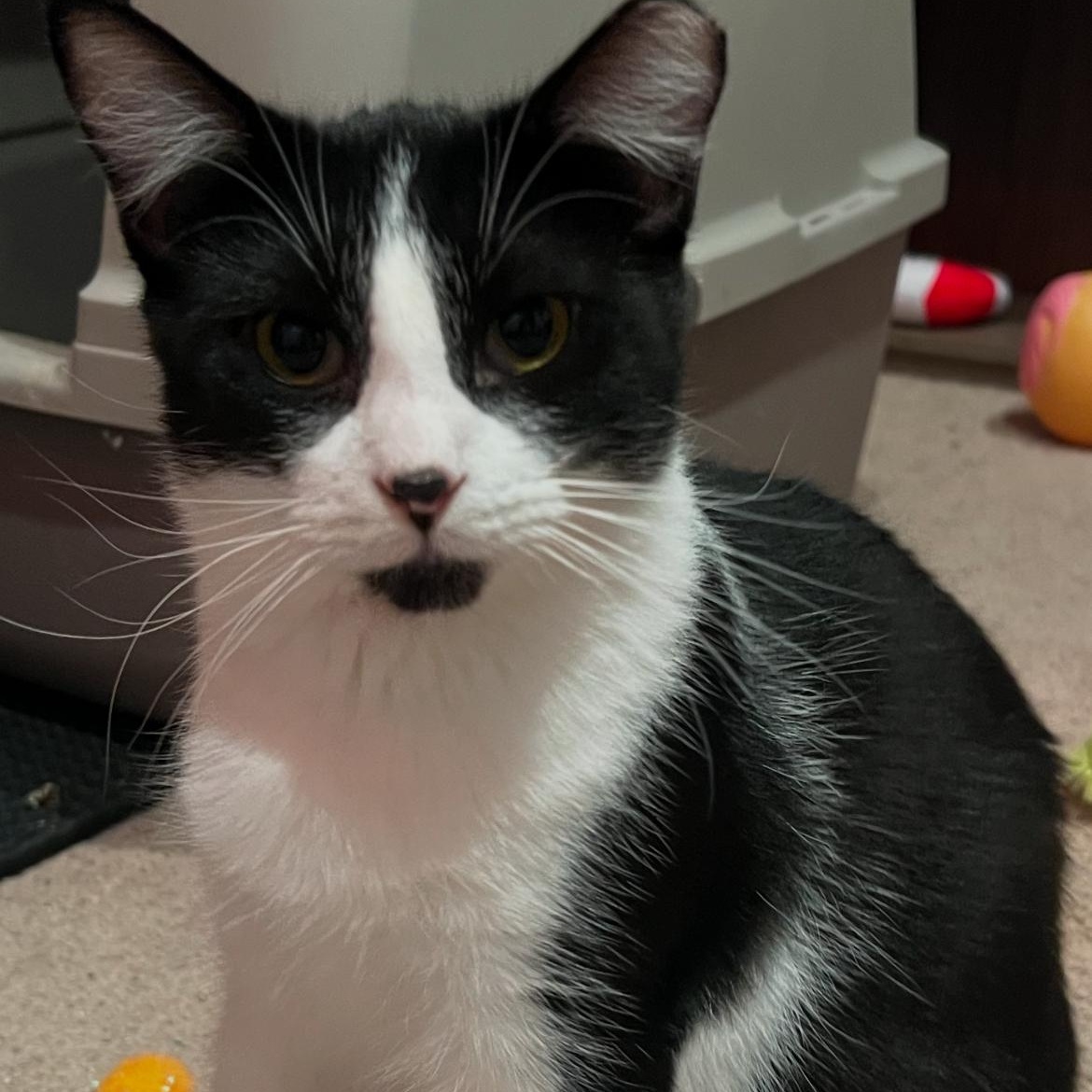 Tweetie, adoptable, Young Male Extra-Toes Cat / Hemingway Polydactyl & Tuxedo.