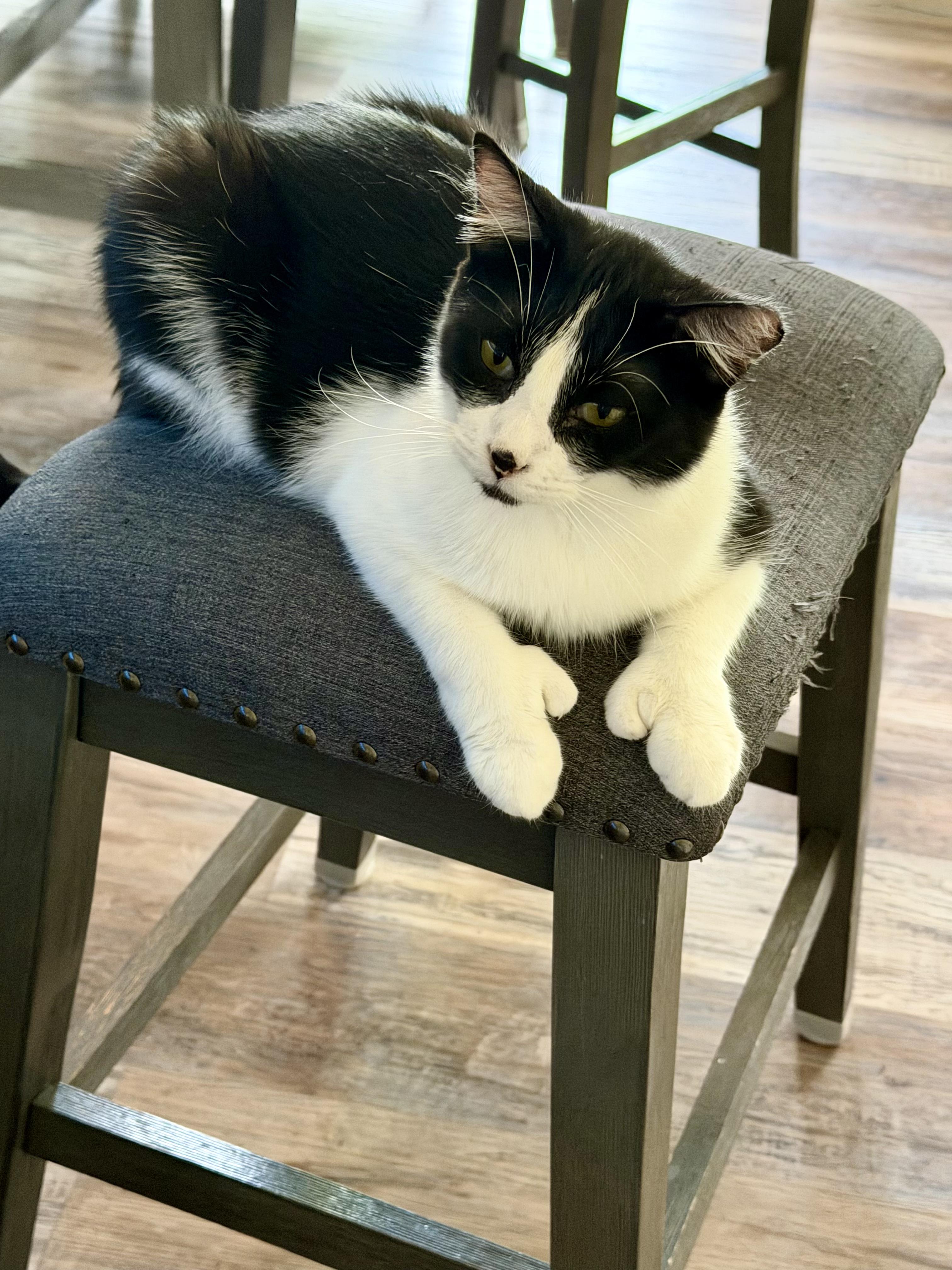 Enlarge Tweetie, a Adoptable mixed breed in Blaine, MN image 3/6