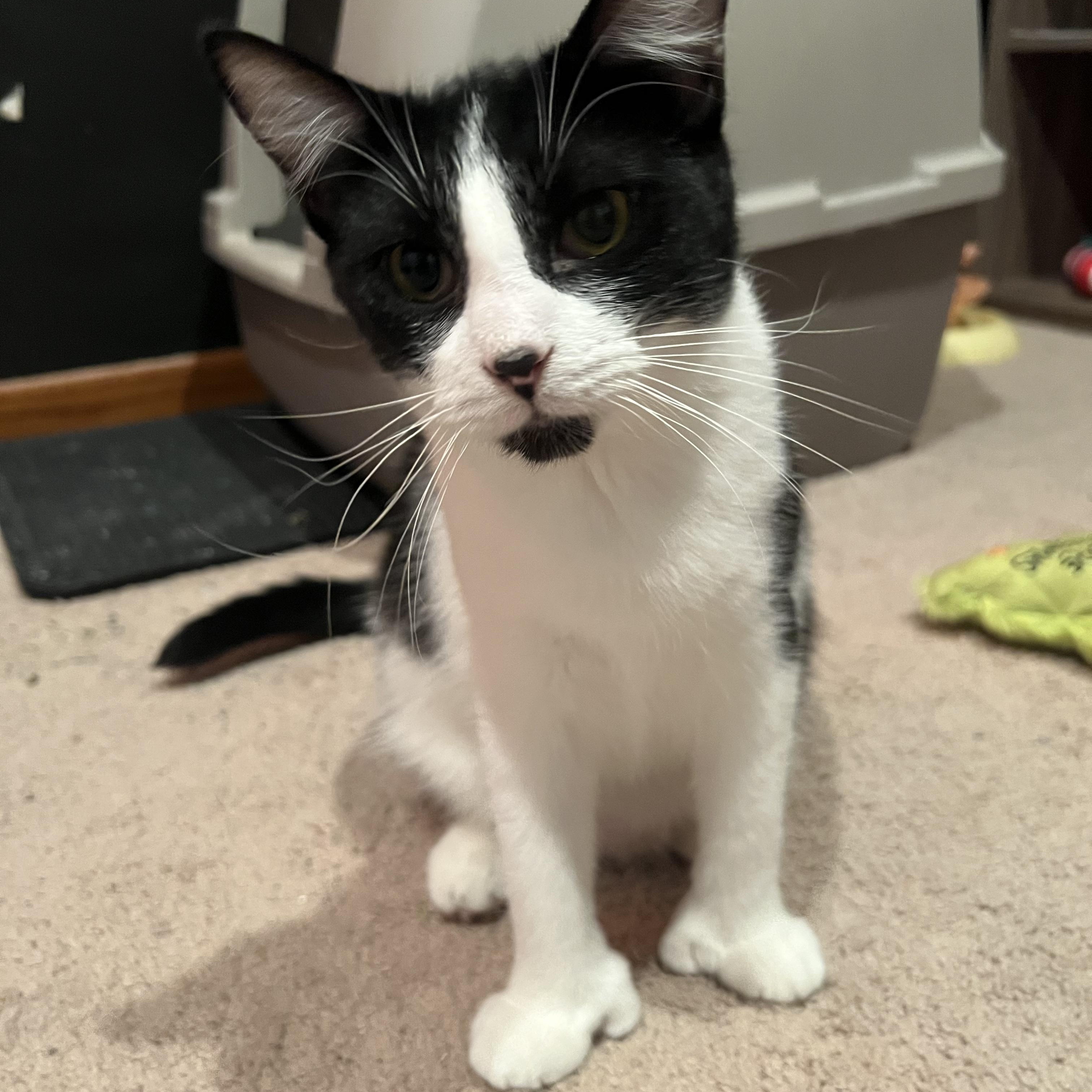 Tweetie, an adoptable mixed breed in Blaine, MN image 2/2