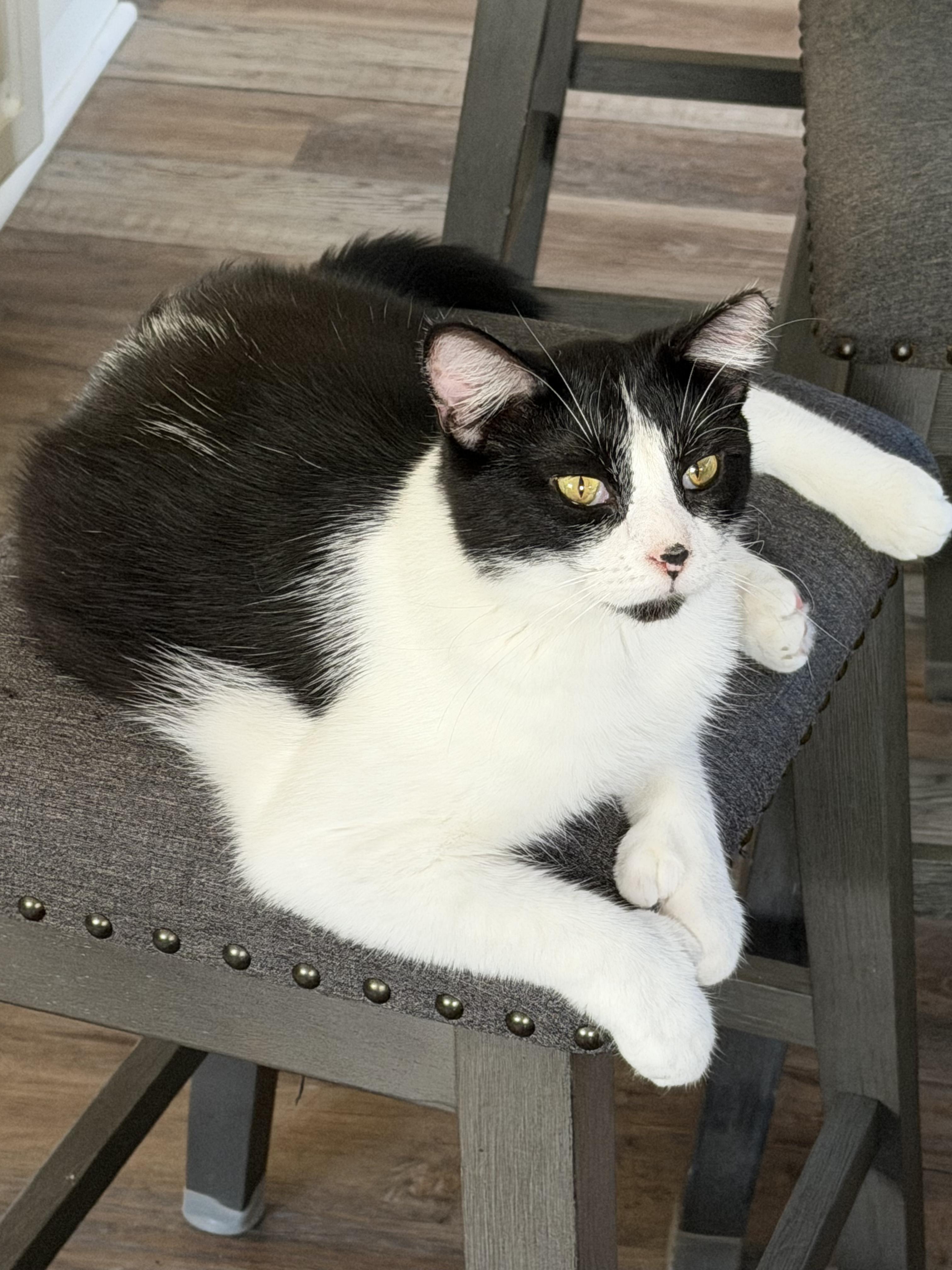 Tweetie, Adoptable, Adult Male Extra-Toes Cat / Hemingway Polydactyl & Tuxedo.