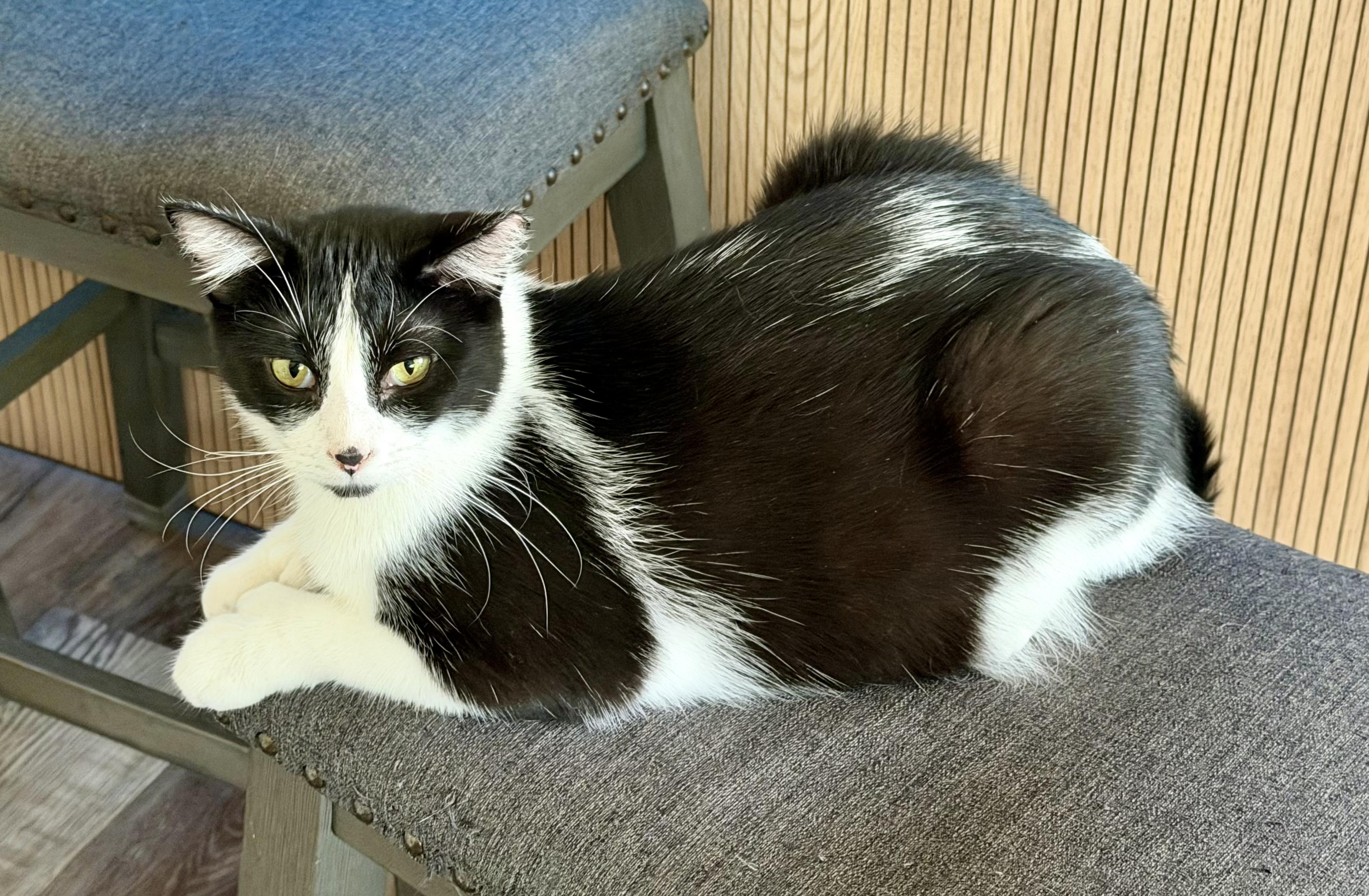 Enlarge Tweetie, a Adoptable mixed breed in Blaine, MN image 4/6