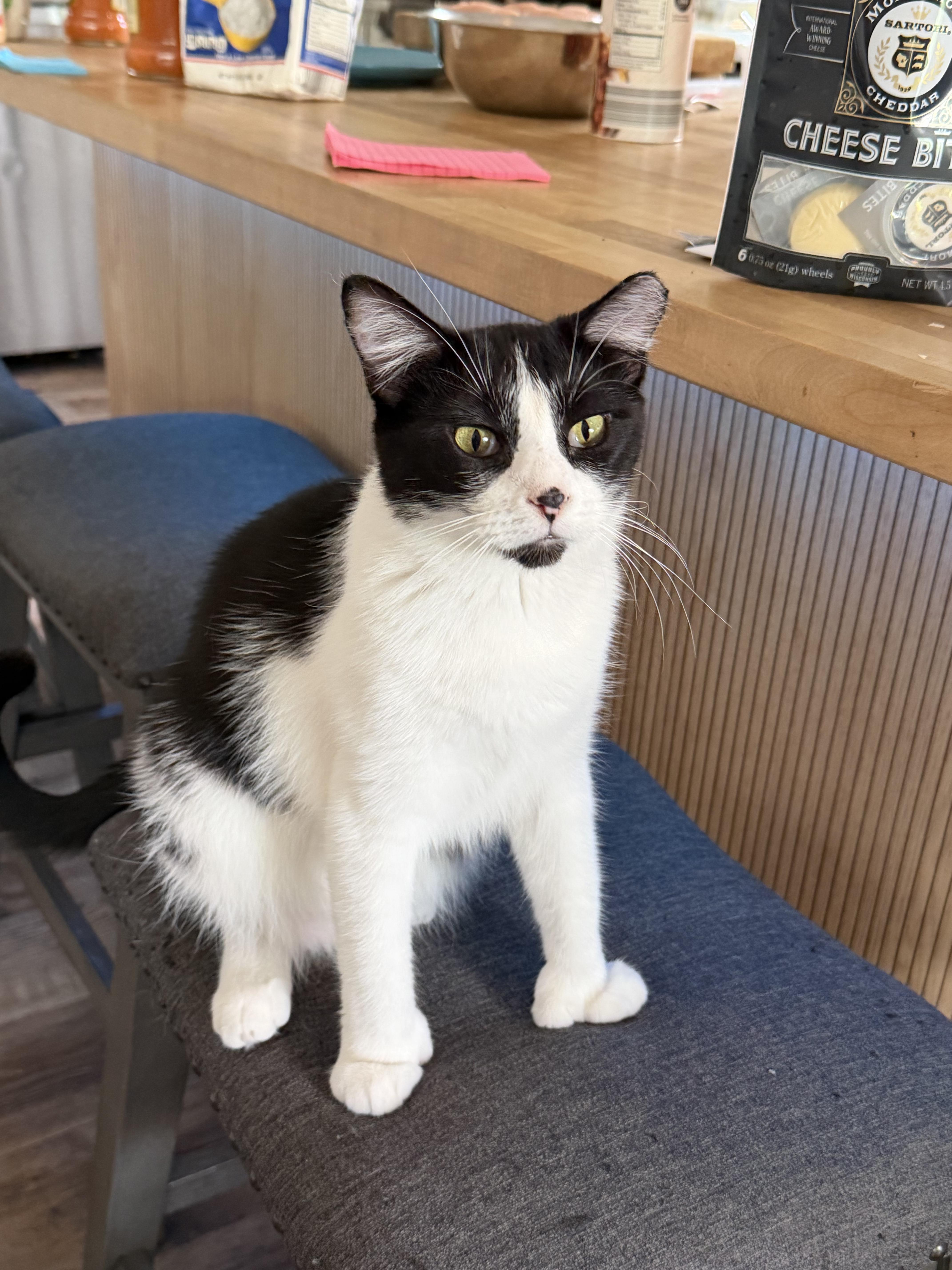 Enlarge Tweetie, a Adoptable mixed breed in Blaine, MN image 2/6