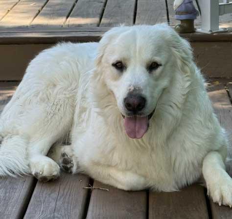 Ella, ADOPTABLE, Adult Female Great Pyrenees.