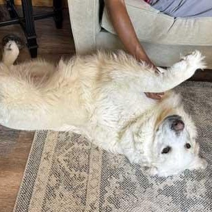 Ella, a ADOPTABLE Great Pyrenees in White Bear Lake, MN image 3/6