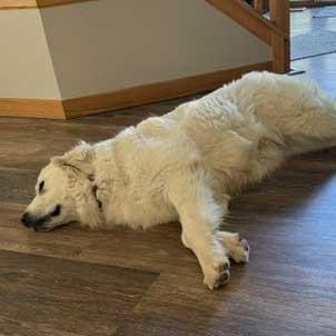 Enlarge Ella, a ADOPTABLE Great Pyrenees in White Bear Lake, MN image 5/6