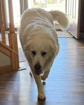 Enlarge Ella, a ADOPTABLE Great Pyrenees in White Bear Lake, MN image 2/6