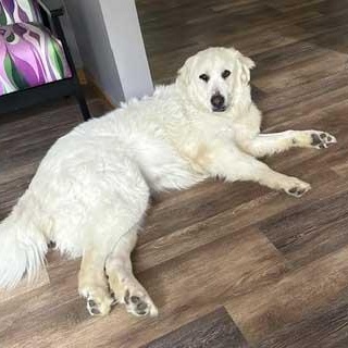 Enlarge Ella, a ADOPTABLE Great Pyrenees in White Bear Lake, MN image 4/6