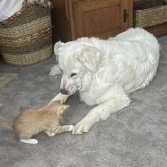 Enlarge Ella, a ADOPTABLE Great Pyrenees in White Bear Lake, MN image 3/6