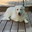 Enlarge Ella, a ADOPTABLE Great Pyrenees in White Bear Lake, MN image 6/6