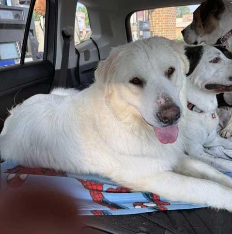 Ella, a ADOPTABLE Great Pyrenees in White Bear Lake, MN image 5/6