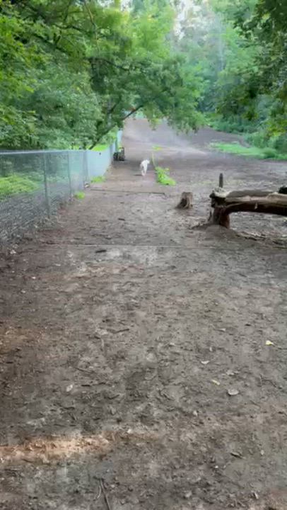 Enlarge Ella, a ADOPTABLE Great Pyrenees in White Bear Lake, MN video 6/6