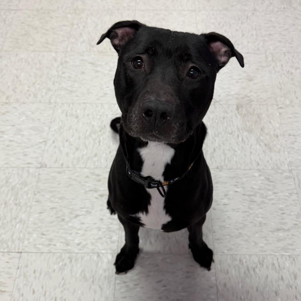 Enlarge Bazil Leaf, a Adoptable mixed breed in Binghamton, NY image 1/3