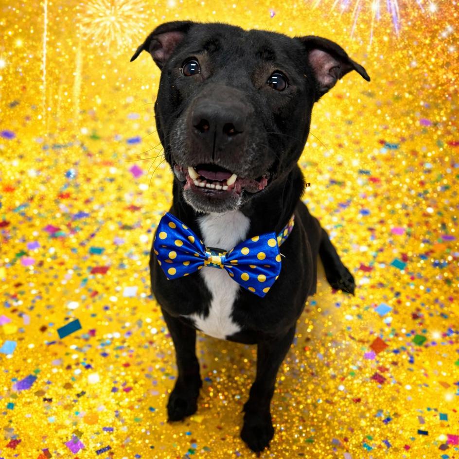 Enlarge Bazil Leaf, a Adoptable mixed breed in Binghamton, NY image 2/3