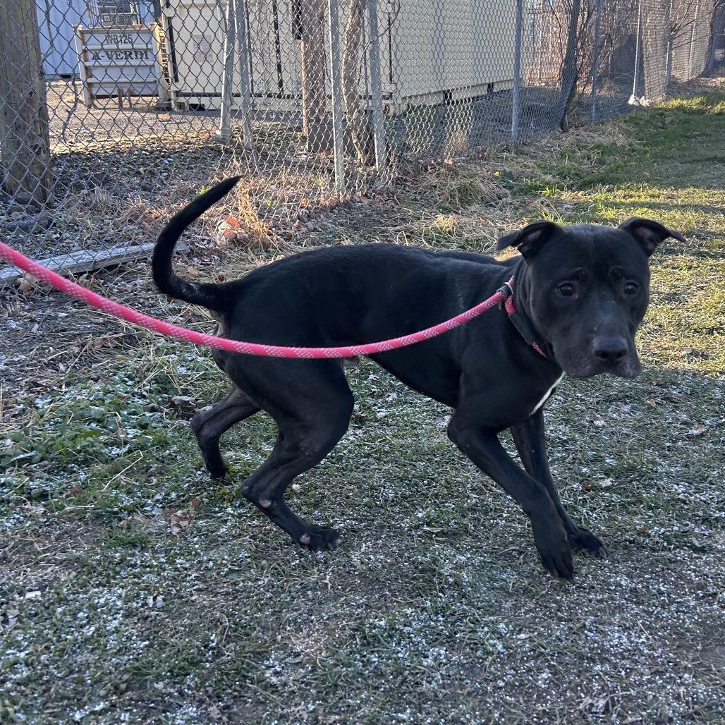 Enlarge Bazil Leaf, a Adoptable mixed breed in Binghamton, NY image 3/3