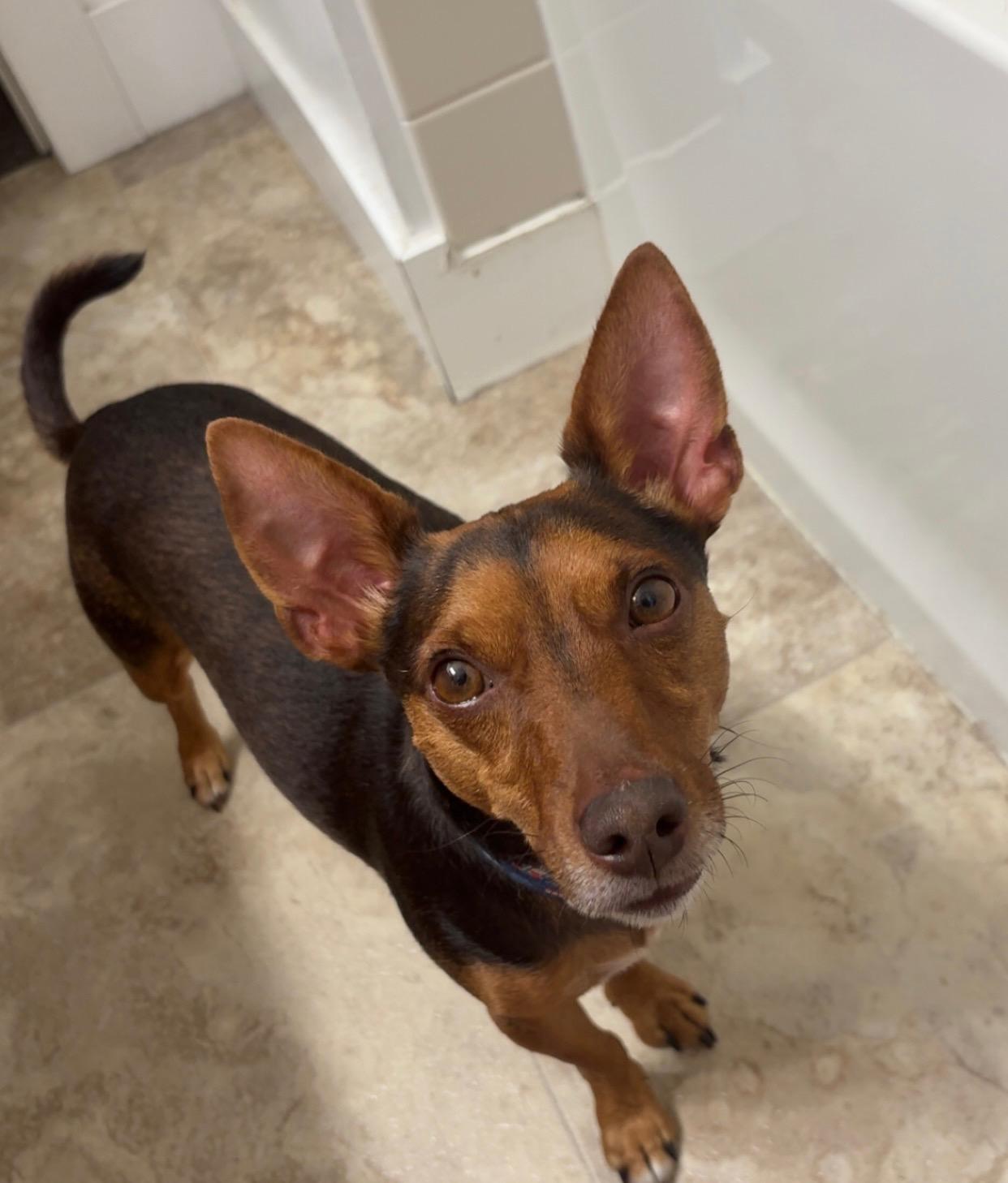 Rusty, ADOPTABLE, Adult Male Miniature Pinscher.