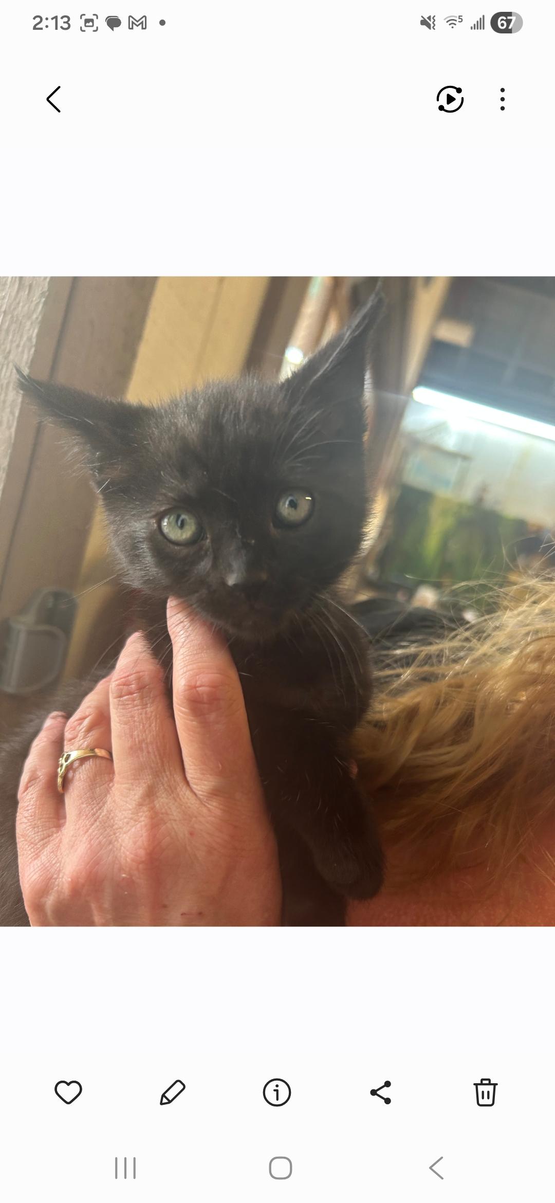 Enlarge Smitty, a Adopted Domestic Short Hair in Rio Linda, CA image 1/1