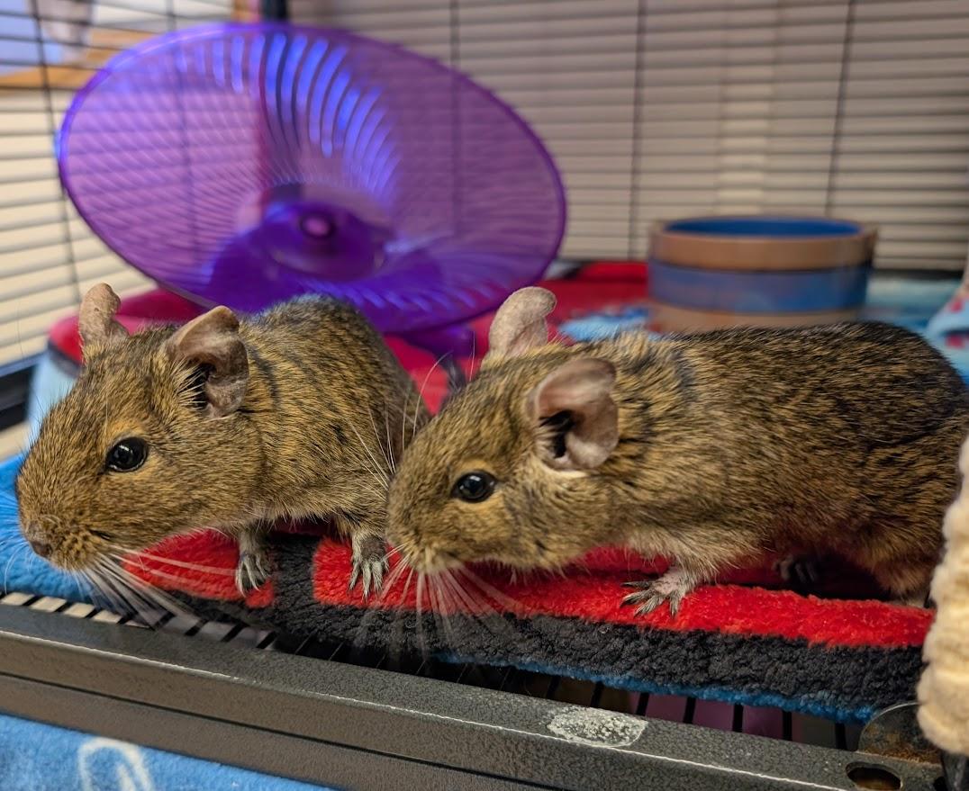 Kiki & Kabob, ADOPTABLE, Senior Female Degu.